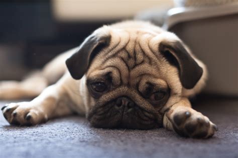 Sad pug by xenophex on DeviantArt