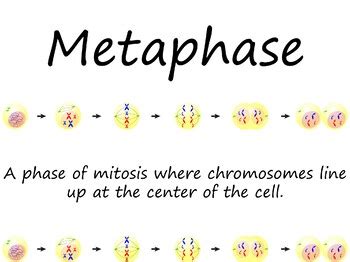 Mitosis Vocabulary Cards Word Wall By Biology Domain TPT