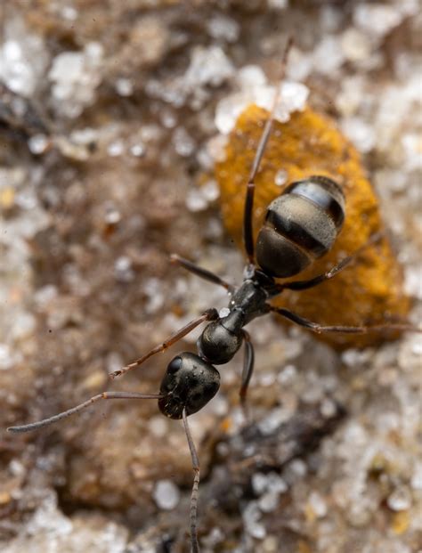 Formica Fusca Formica Fusca Lloyd Davies Flickr