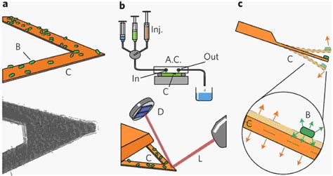 Microcantilever Sensors For Biochemical Detection