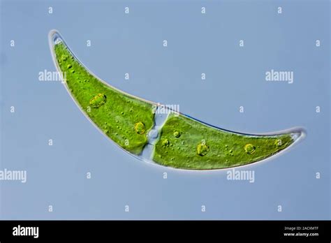 Light Micrograph Of Closterium Sp Gr Klosterion Small Spindle A