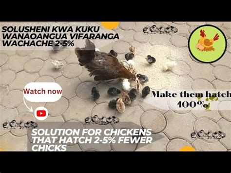 Jinsi Ya Kufanya Kuku Wako Watotoe Vifaranga Kwa 100 How To Make