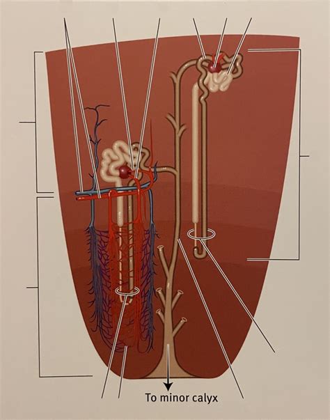 Nephron Diagram Quizlet