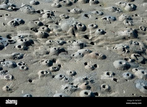 Crab Holes Beach Point Reyes National Seashore California Usa Vereinigte Staaten Amerika