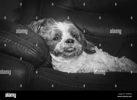 Lazy dog laying on a couch or chair. Black and white image Stock Photo ...