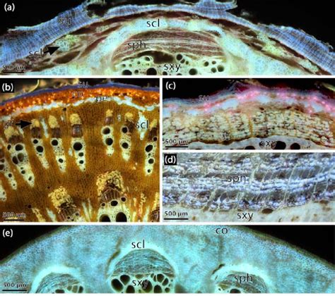 LATscan Of Woody Vines Illustrating Bark Anatomical Features A