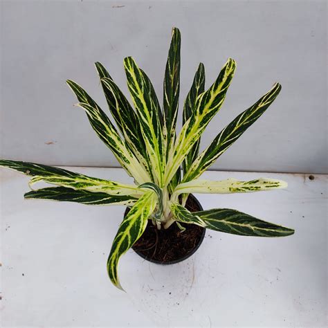 Aglaonema Bai Kaw Nurserybuy