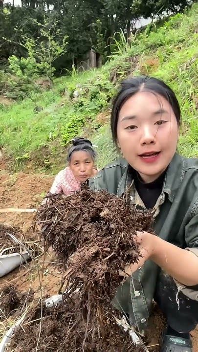 今天跟妈妈来种红薯种子，一个月就能长出红薯藤，到时候就能种出更多的红薯了种红薯 农村 Countryhome Youtube