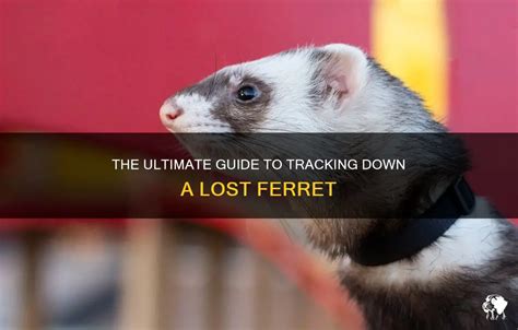 The Ultimate Guide To Tracking Down A Lost Ferret Petshun