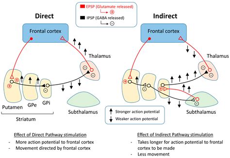 Cells Free Full Text Levodopa Induced Dyskinesia In Parkinsons