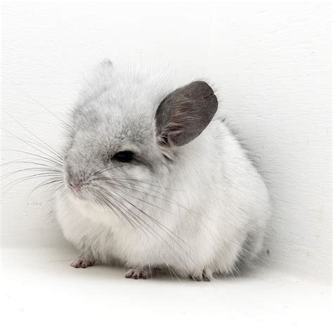 Baby White Chinchilla