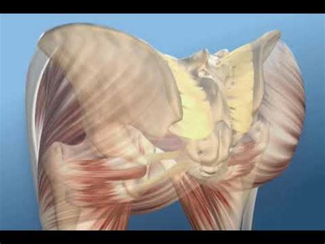 PRC Pt3 Lumbo Pelvic Hip Complex YouTube