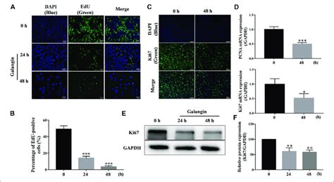 Galangin Inhibits Proliferation Of Mgc Cells A B Galangin