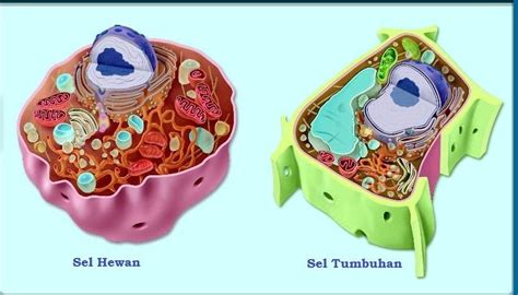 yuk lihat gambar sel manusia beserta keterangannya terlengkap