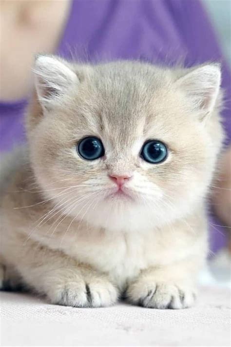 Cute Baby Cat ️🐈😻 | Kittens cutest, Cute kitten pics, Cute baby cats