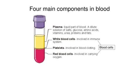 Components Of Blood Infoupdate Org