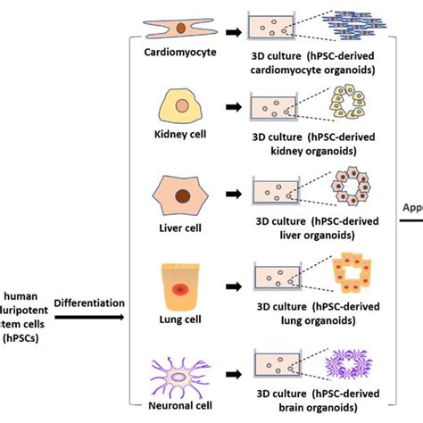 Types And Possible Applications Of Hpsc Derived Models Download