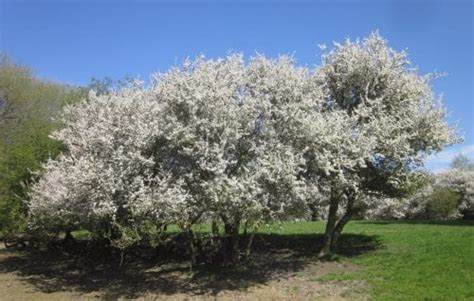 Blackthorn - Tree Guide UK Blackthorn identification