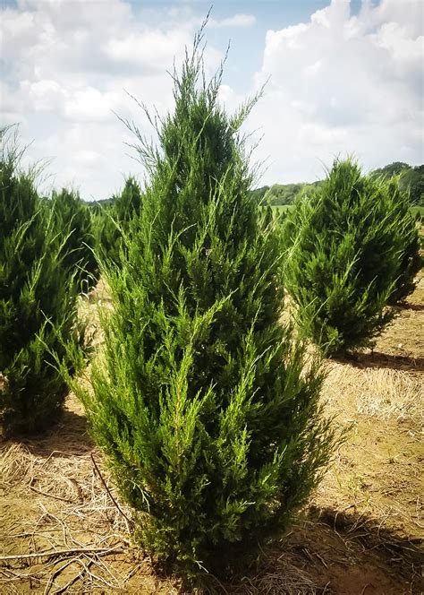 Hillspire Juniper For Sale Online | The Tree Center