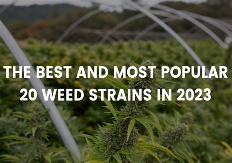 The Best And Most Popular 20 Weed Strains To Try In 2023 Mars Hydro