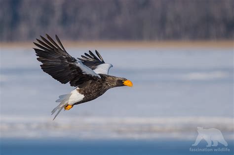 Wild Hokkaido - Fascination Wildlife