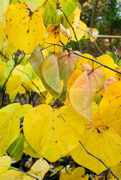 Cercis Canadensis Forest Pansy In Yellow Autumn Foliage Leaves Plant