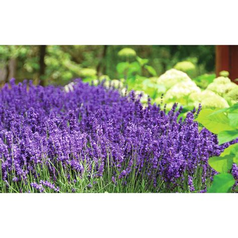 Lavandula Hidcote Products D Mmen Orange