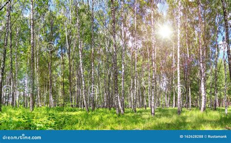 Birch Grove On A Sunny Spring Summer Day Stock Photo Image Of Lush