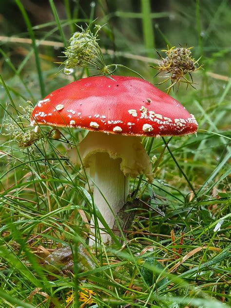 Fliegenpilz Amanita Muscaria 1 Fliegenpilz Amanita Mu Flickr