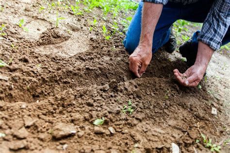 How to Direct Sow Seeds The Right Way - The Ultimate Homestead