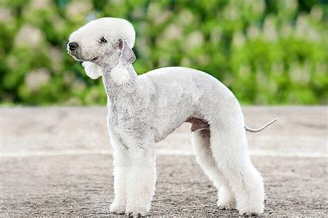 El Keeshond origen características y cuidados de una raza fascinante