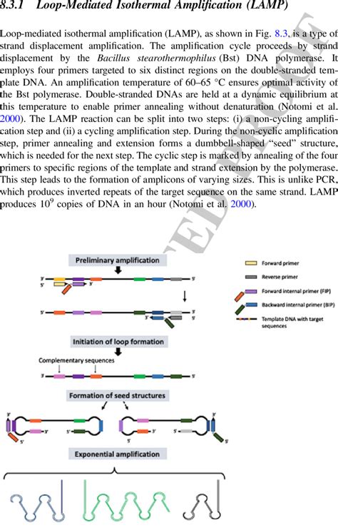 3 Loop Mediated Isothermal Amplification Download Scientific Diagram