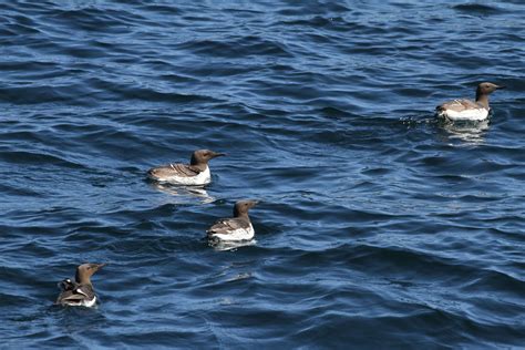 Guillemots Sandy Sutherland Flickr