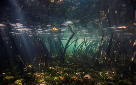 Discover The Carbon Capturing Power Of Mangroves In Your Country