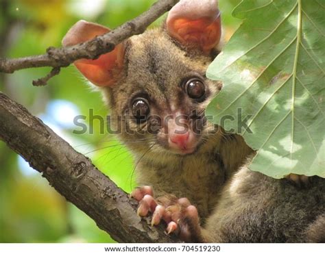 Australia Possum Stock Photo 704519230 | Shutterstock