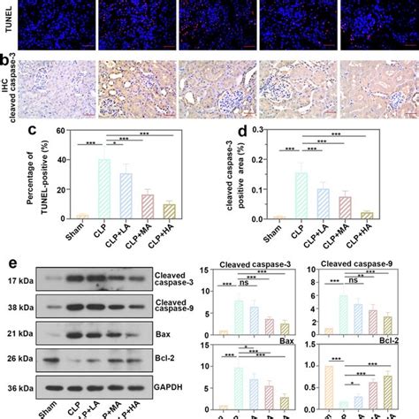 Allicin Ameliorated Renal Injury Through Nrf2 HO 1 Signaling Pathway A