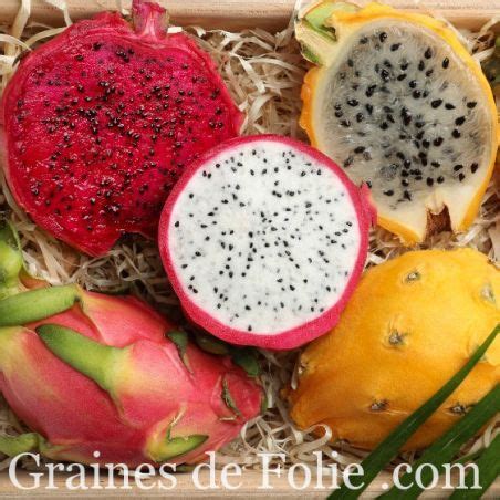 Fruit Du Dragon Quelle Est Son Origine Et Quel Goût 48 OFF