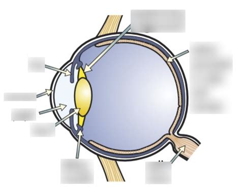 Cells and Control | The Eye Diagram | Quizlet