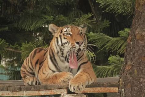 batu secret zoo tourism entrance ticket experience  adventures