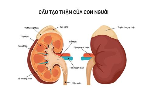 Tìm hiểu cấu tạo và chức năng thận ở người thận nằm ở đâu Dr Khoa