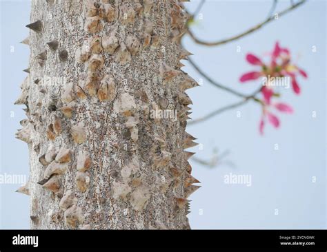 Chorisia Tree Hi Res Stock Photography And Images Alamy