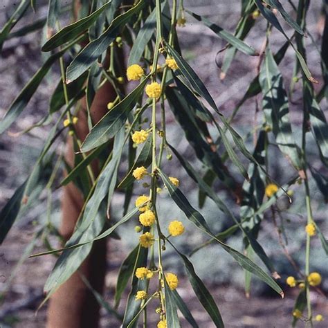 Blue Leaf Wattle Acacia Saligna Mygardenlife