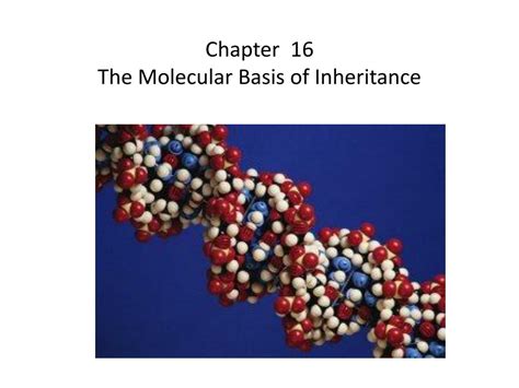 Ppt Chapter The Molecular Basis Of Inheritance Powerpoint