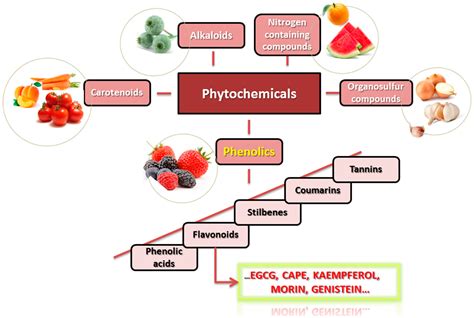 Ijms Free Full Text Dietary Intervention By Phytochemicals And