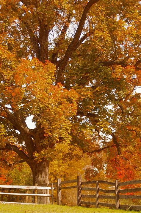 Autumn In Chester County Ii Photograph By Susan Maxwell Schmidt Fine