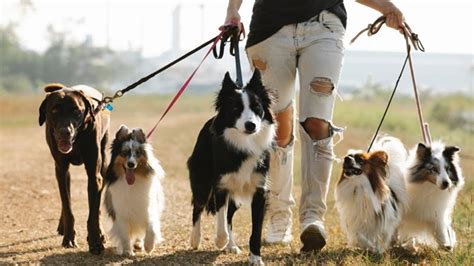 Seguro Obligatorio Para Todos Los Perros Qué Tienes Que Saber Sobre La Norma Que Entra En Vigor