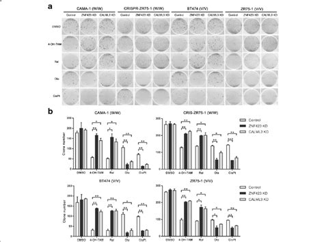 Colony Formation In Breast Cancer Cells With Drug Treatments After