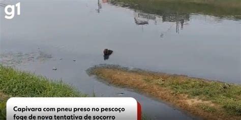 Eternizada na pele capivara pneu enrolado no pescoço vira