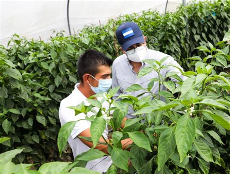 Productores del corredor seco realizan agricultura climáticamente