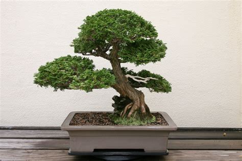 Dwarf Hinoki Cypress Chamaecyparis Obtusa Compacta Bonsai Garden